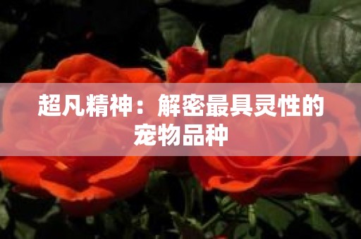超凡精神：解密最具灵性的宠物品种