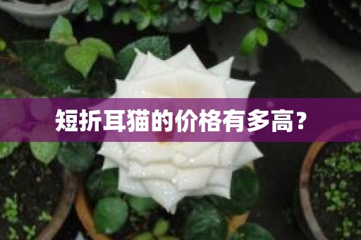 短折耳猫的价格有多高？