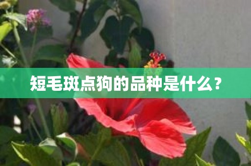 短毛斑点狗的品种是什么？