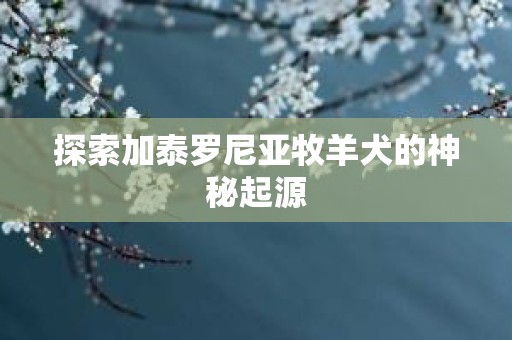探索加泰罗尼亚牧羊犬的神秘起源