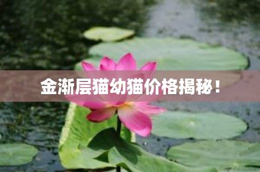 金渐层猫幼猫价格揭秘！
