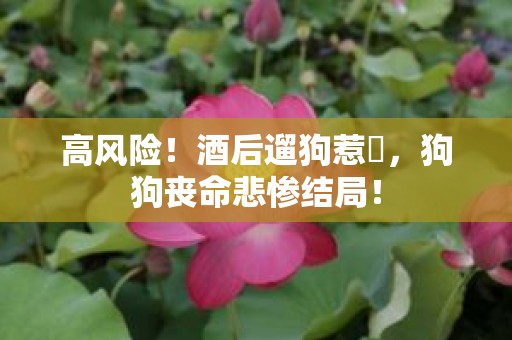高风险！酒后遛狗惹禍，狗狗丧命悲惨结局！