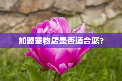 加盟宠物店是否适合您？