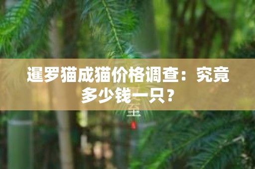 暹罗猫成猫价格调查：究竟多少钱一只？