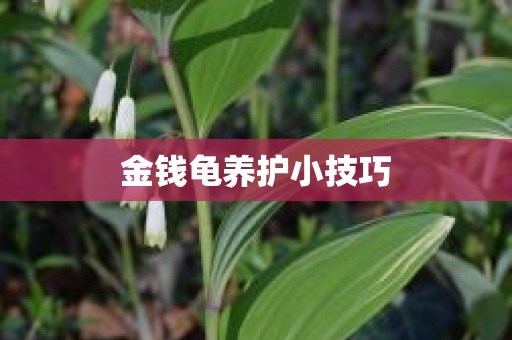 金钱龟养护小技巧