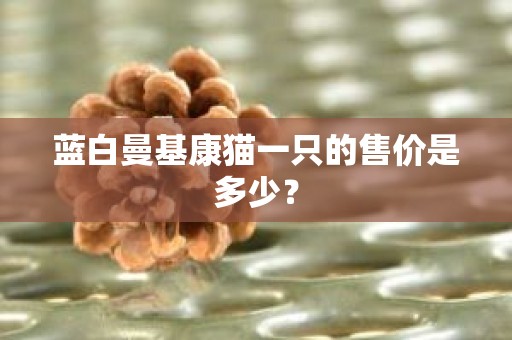 蓝白曼基康猫一只的售价是多少？