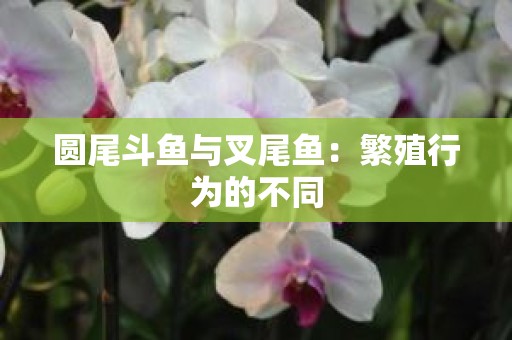 圆尾斗鱼与叉尾鱼：繁殖行为的不同