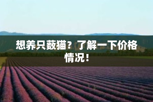 想养只薮猫？了解一下价格情况！