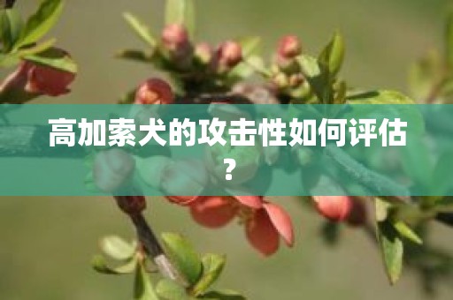 高加索犬的攻击性如何评估？