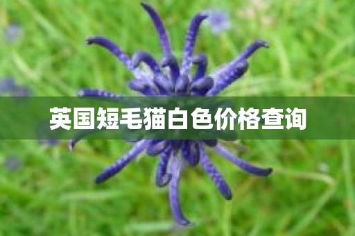 英国短毛猫白色价格查询