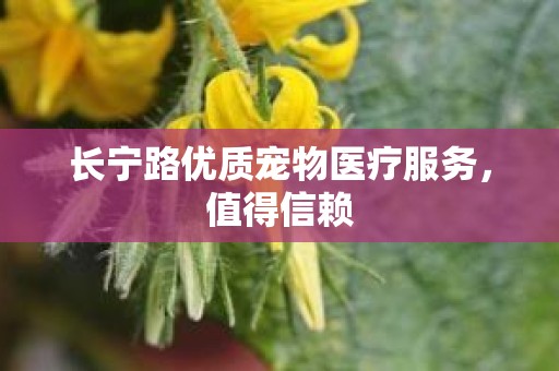 长宁路优质宠物医疗服务，值得信赖