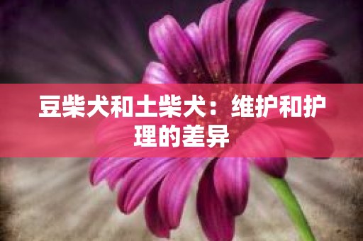 豆柴犬和土柴犬：维护和护理的差异