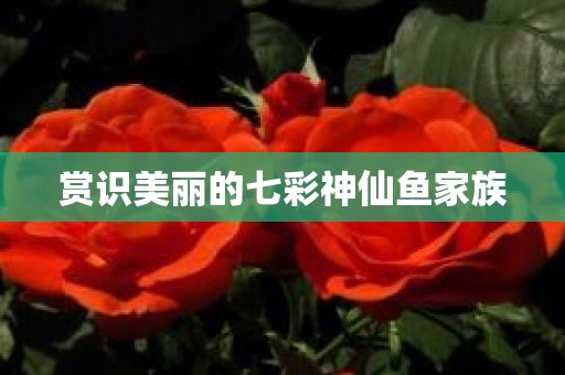 赏识美丽的七彩神仙鱼家族