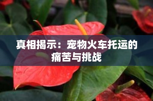 真相揭示：宠物火车托运的痛苦与挑战