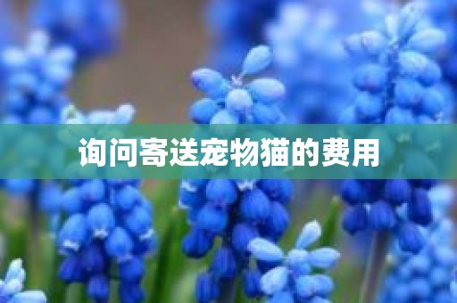 询问寄送宠物猫的费用