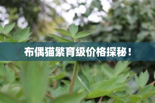 布偶猫繁育级价格探秘！