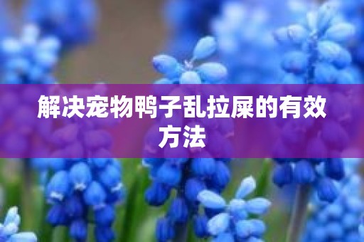 解决宠物鸭子乱拉屎的有效方法