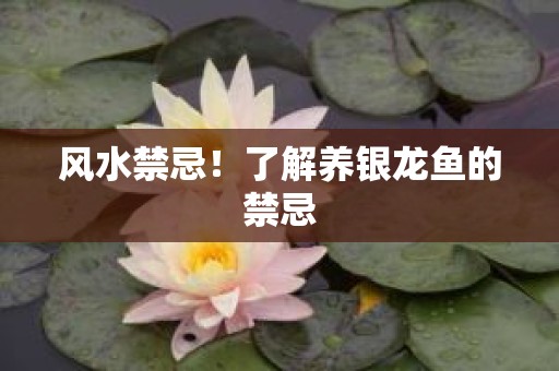 风水禁忌！了解养银龙鱼的禁忌