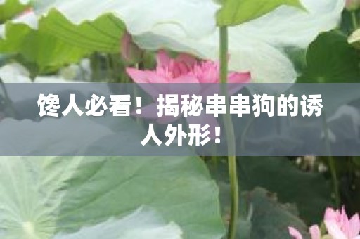 馋人必看！揭秘串串狗的诱人外形！