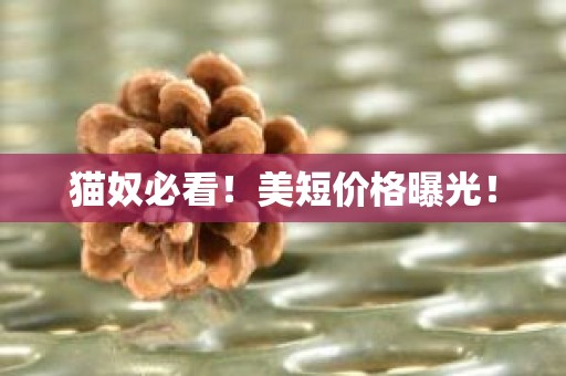 猫奴必看！美短价格曝光！