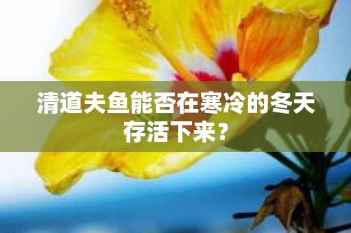 清道夫鱼能否在寒冷的冬天存活下来？