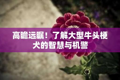 高瞻远瞩！了解大型牛头梗犬的智慧与机警