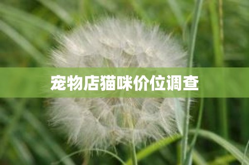 宠物店猫咪价位调查