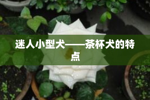 迷人小型犬——茶杯犬的特点
