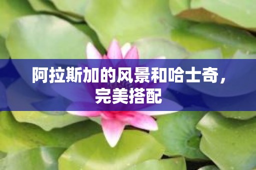 阿拉斯加的风景和哈士奇，完美搭配