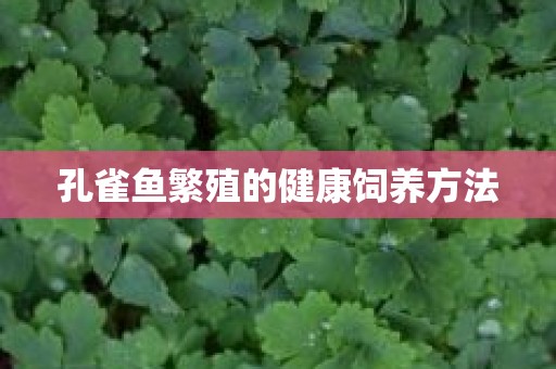 孔雀鱼繁殖的健康饲养方法