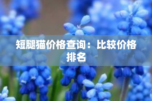 短腿猫价格查询：比较价格排名