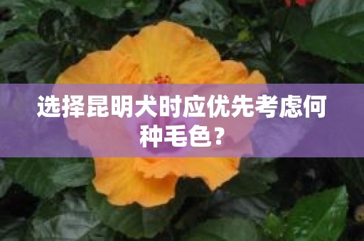 选择昆明犬时应优先考虑何种毛色？