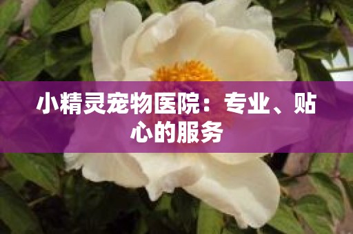 小精灵宠物医院：专业、贴心的服务