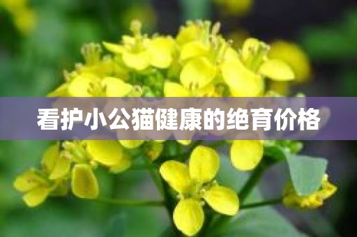 看护小公猫健康的绝育价格