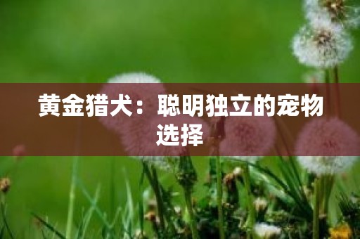 黄金猎犬：聪明独立的宠物选择