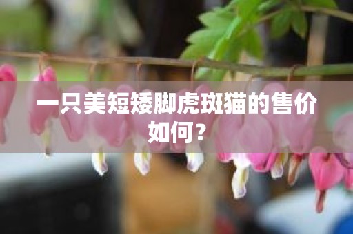 一只美短矮脚虎斑猫的售价如何？