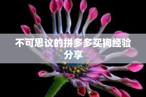 不可思议的拼多多买狗经验分享