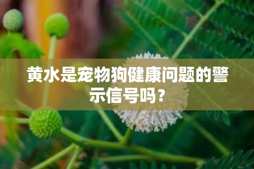 黄水是宠物狗健康问题的警示信号吗？