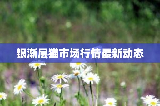 银渐层猫市场行情最新动态