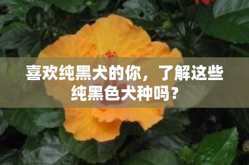 喜欢纯黑犬的你，了解这些纯黑色犬种吗？