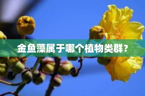 金鱼藻属于哪个植物类群？