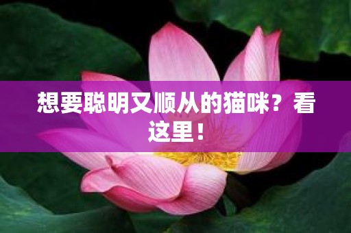 想要聪明又顺从的猫咪？看这里！