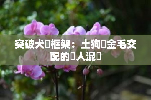 突破犬種框架：土狗與金毛交配的驚人混種