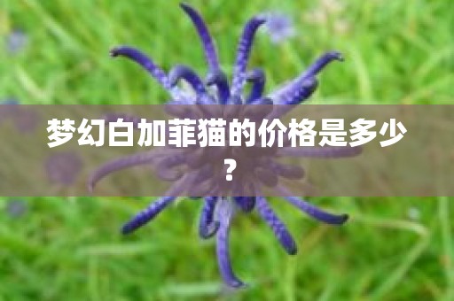 梦幻白加菲猫的价格是多少？