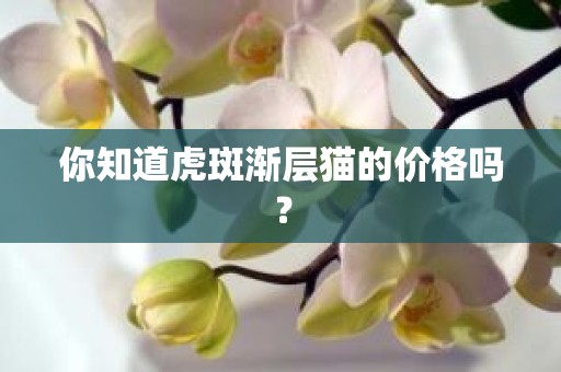 你知道虎斑渐层猫的价格吗？