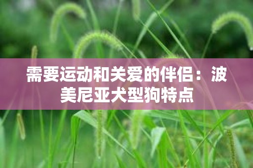 需要运动和关爱的伴侣：波美尼亚犬型狗特点