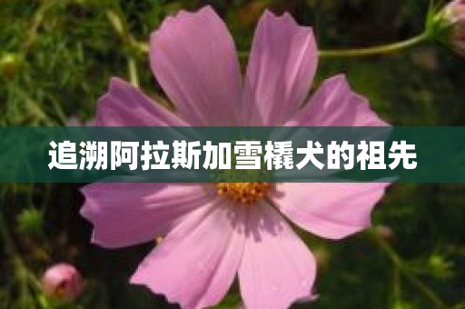 追溯阿拉斯加雪橇犬的祖先