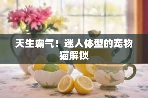 天生霸气！迷人体型的宠物猫解锁