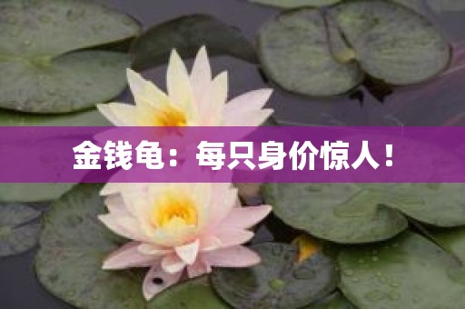 金钱龟：每只身价惊人！
