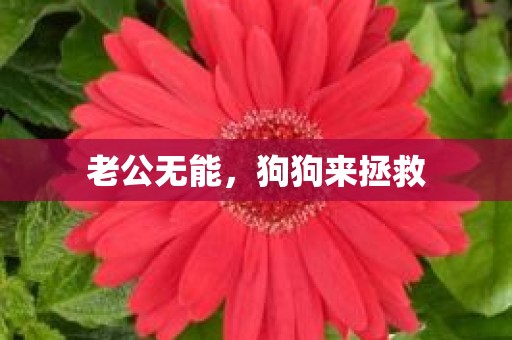 老公无能，狗狗来拯救